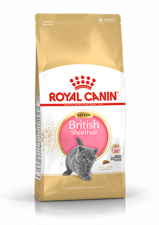 Royal british shorthair kitten