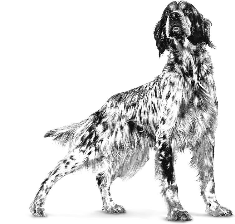 English setter