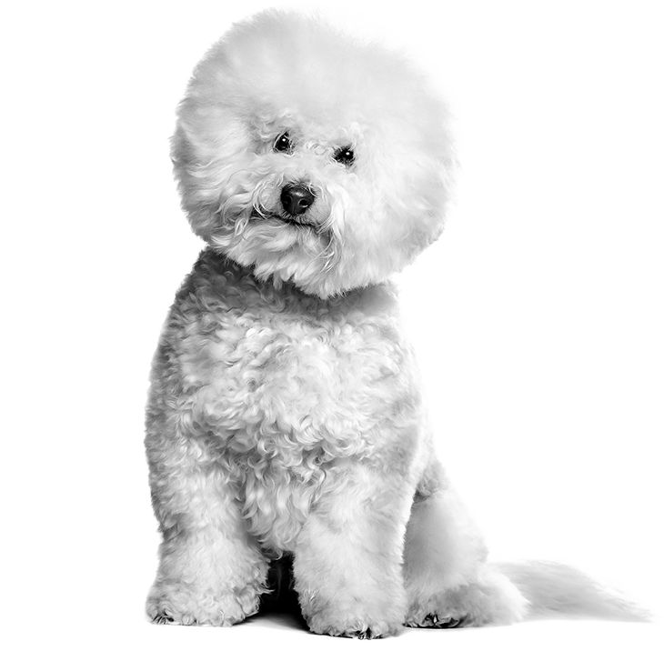 Bichon